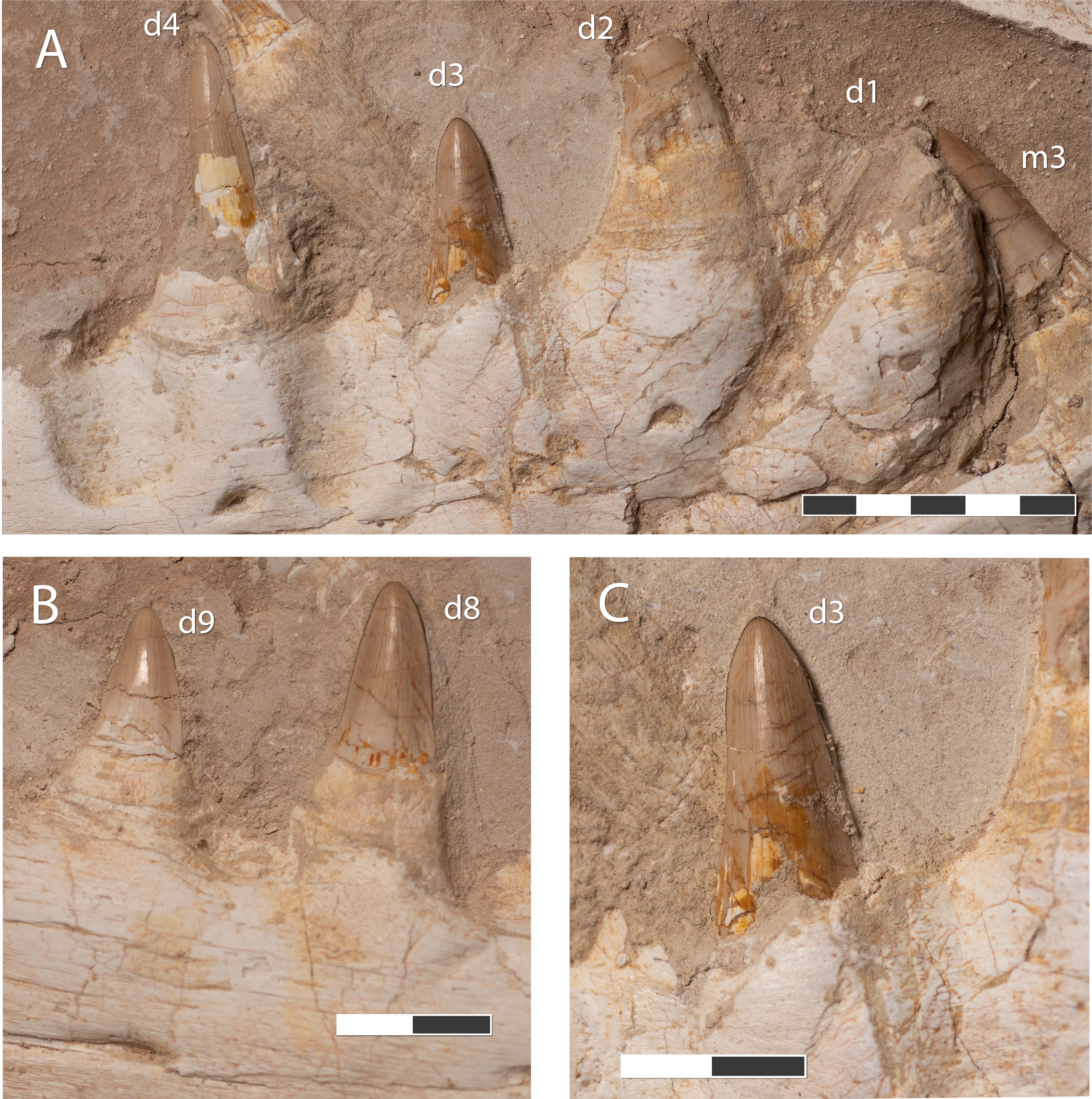 Увеличенное изображение зубов окаменелого черепа Khinjaria acuta.