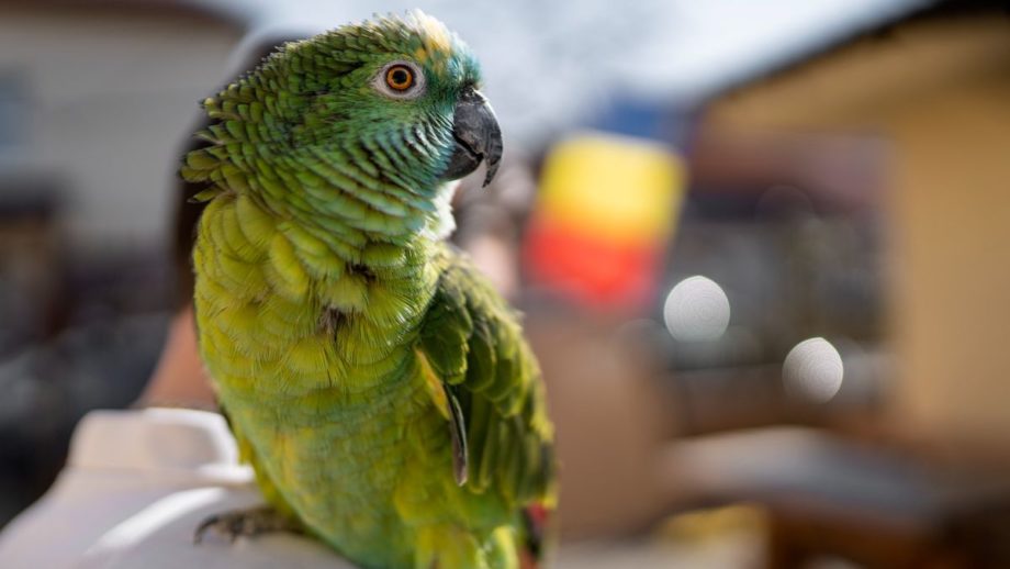 Close-up image of a bright-green colored parrot perching on a person