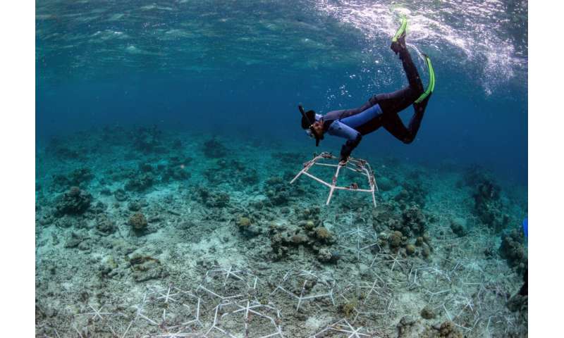 Хорошие новости для усилий по восстановлению коралловых рифов: результаты исследования "полное восстановление" роста рифов за четыре года