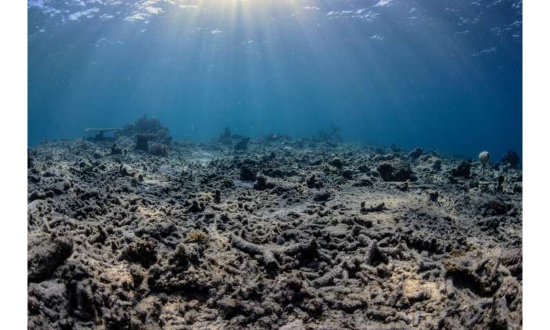 Хорошие новости для усилий по восстановлению коралловых рифов: результаты исследования "полное восстановление" роста рифов за четыре года