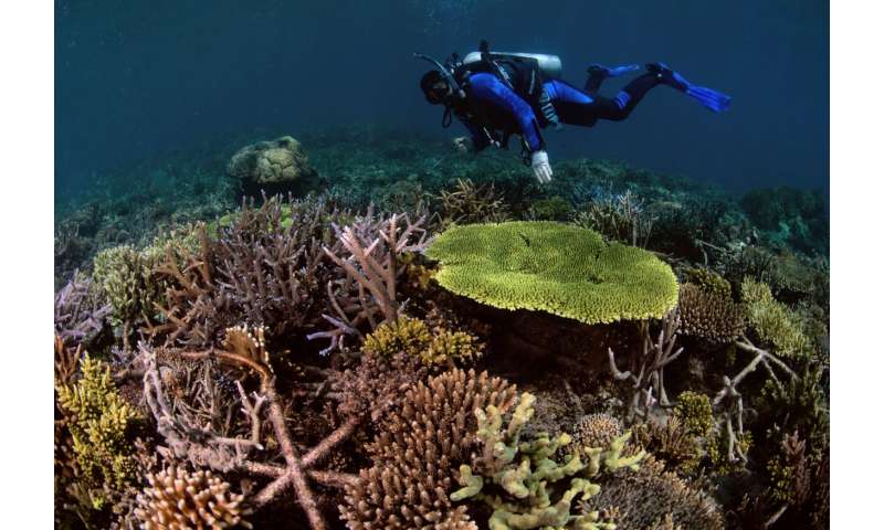 Восстановленные коралловые рифы могут расти так же быстро, как и здоровые рифы.
