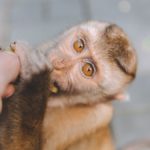 photo of a macaque monkey looking up at the camera as it nibbles a banana from a person