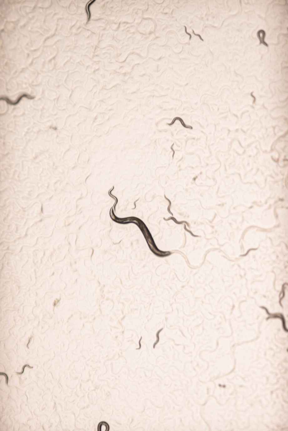 Новое исследование показало, что самцы круглых червей разборчивы в выборе партнера