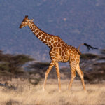 Поток генов у жирафов и его значение для их сохранения