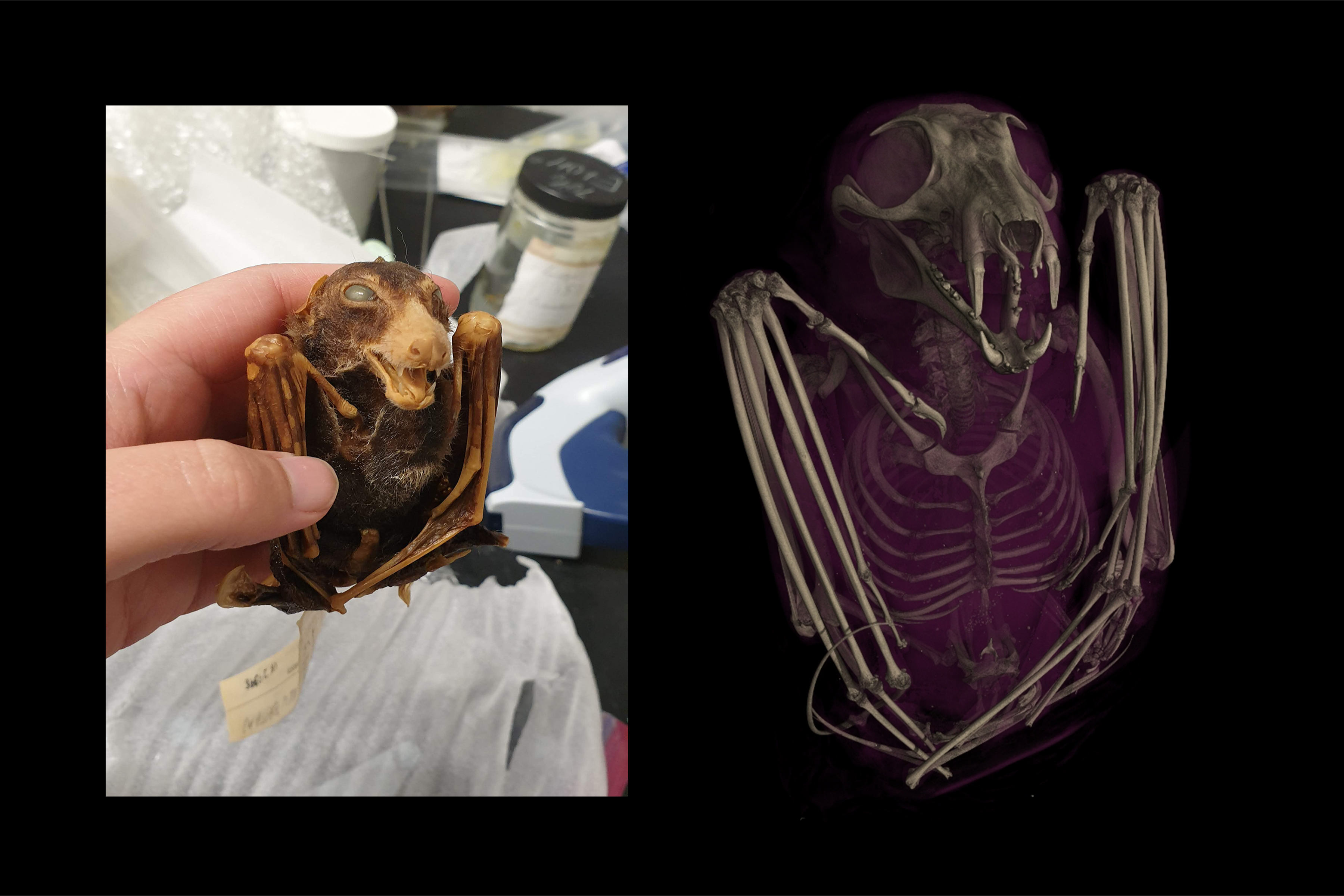 Слева учёный держит чернобрюхую летучую мышь (Melonycteris melanops), справа на компьютерной томографии видно строение её скелета.