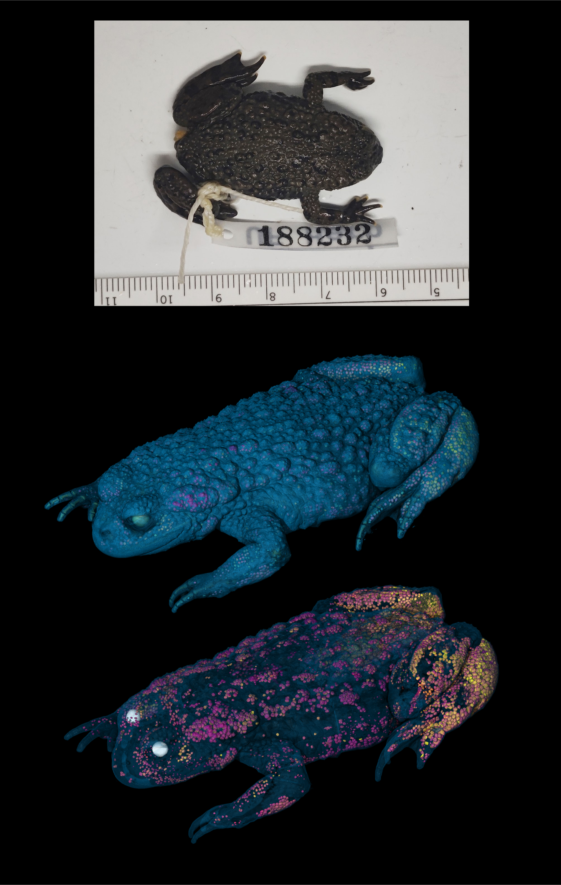 КТ восточной огнебрюхой жабы, показывающая минерализацию кожи с фотографией образца в качестве верхнего изображения.