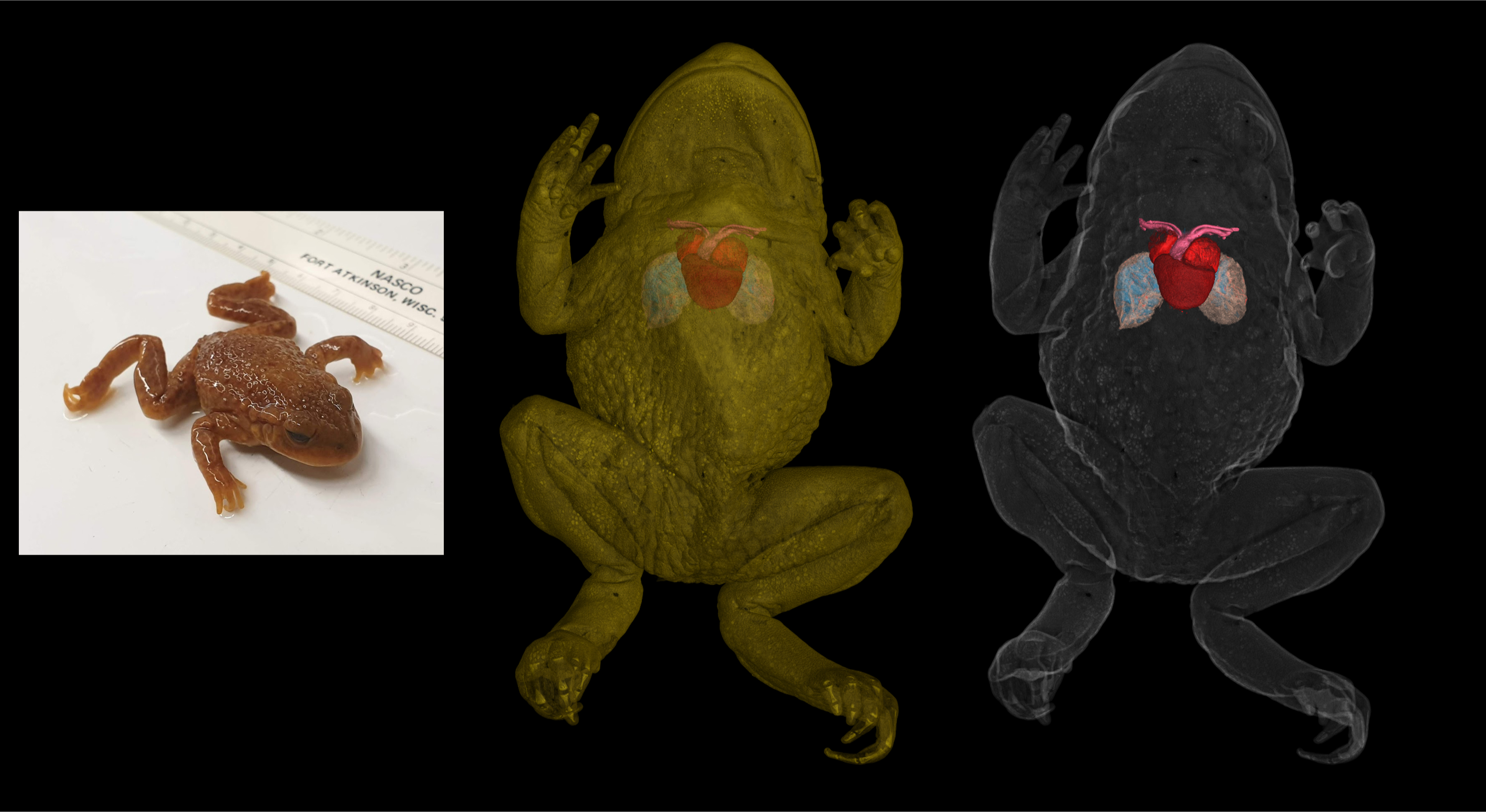 КТ жабы вида Alytes с фотографией образца слева.