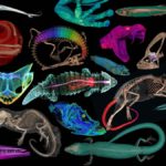 Combined CT scans of reptiles, fish, amphibian and mammalian animals.