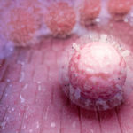 Стволовые клетки, о которых часто забывают, обладают скрытыми способностями к лечению заболеваний крови