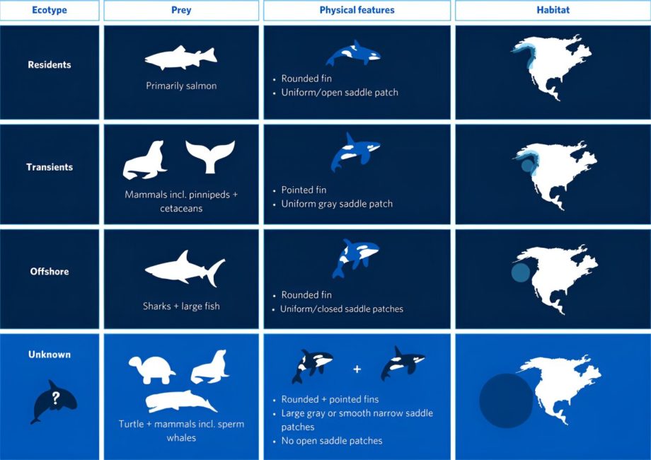 Укушенные акулами косатки в северо-восточной части Тихого океана могут стать новой популяцией косаток