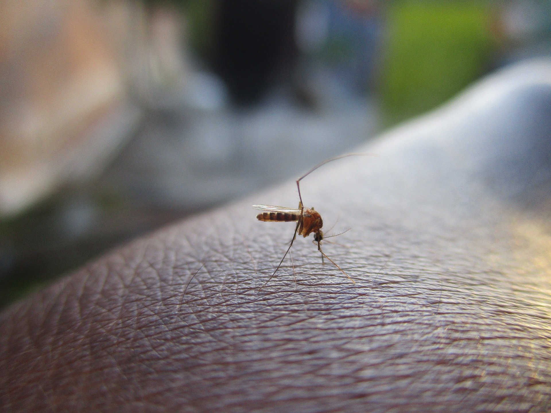 Бразильская однократная вакцина против лихорадки денге может помочь переломить ситуацию в борьбе с лихорадкой