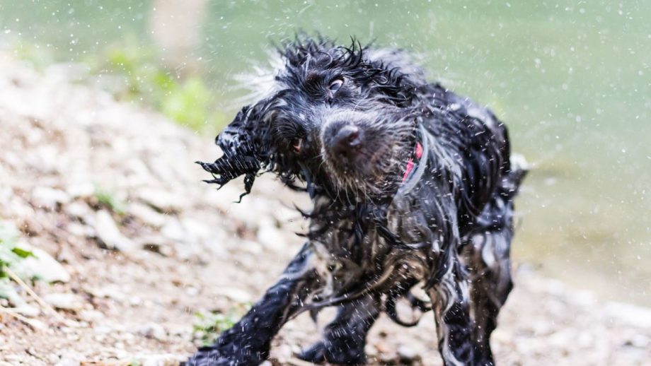 small curly haired dog wearing a collar and standing on a river bank as it shakes water from its fur