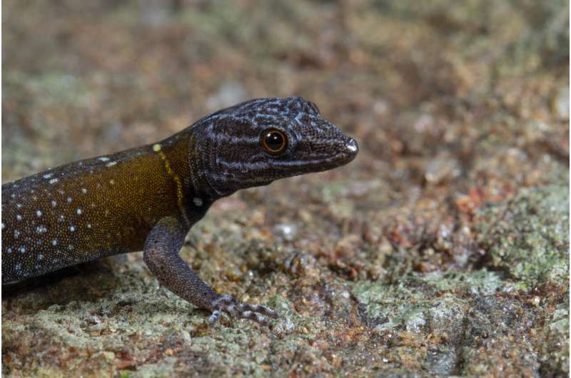 Открытие Ван Гога в дикой природе: ученые представили новый вид гекконов