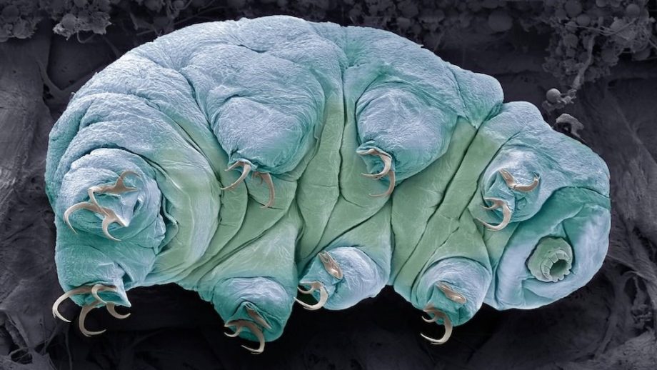 A microscopic tardigrade on a black background