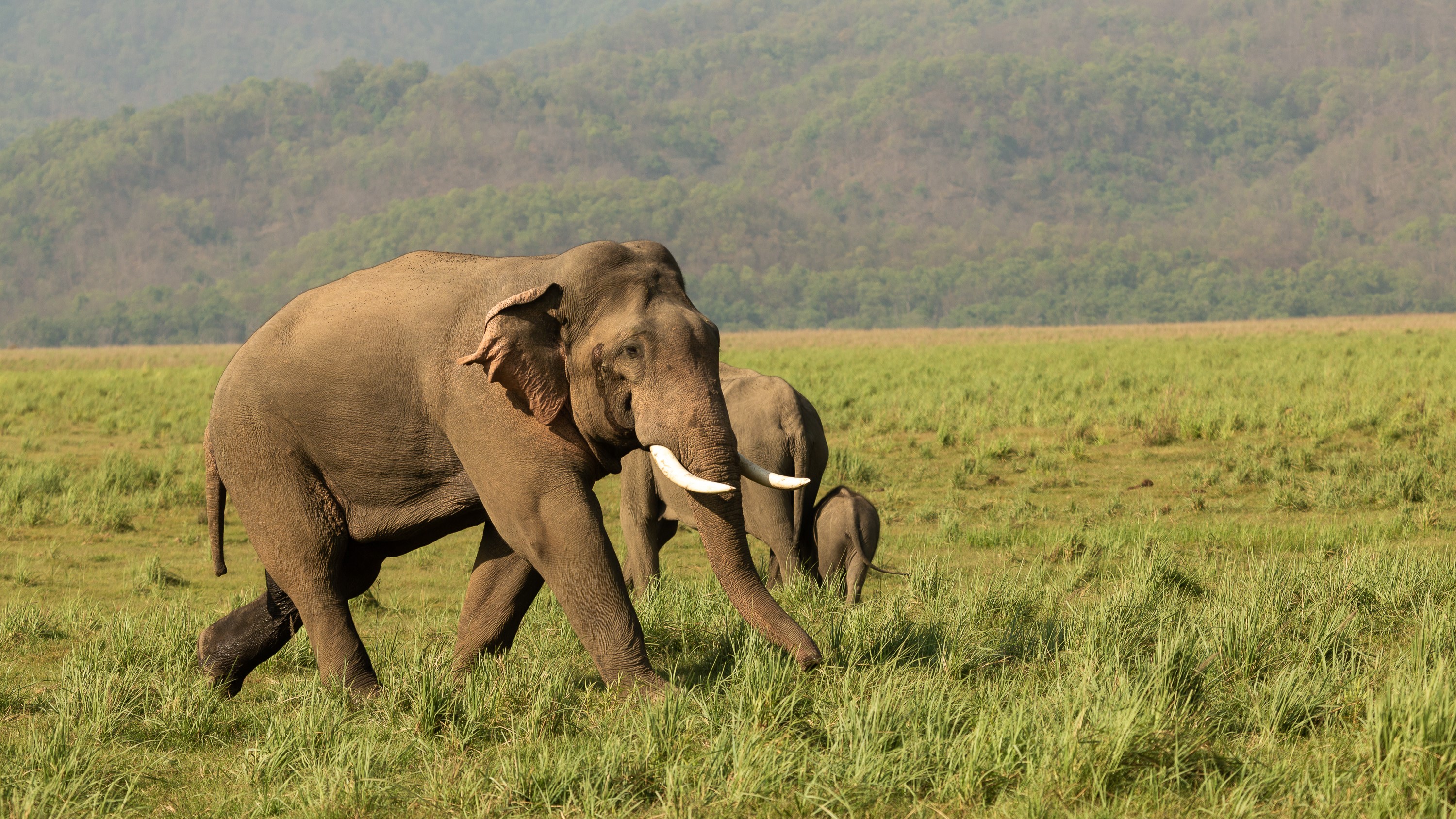 Азиатские слоны идут по высокой траве в Индии.