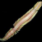 Image of a male Pectinereis strickrotti worm against a black background