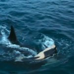 an adult orca ramming a young calf so it is flipped over on its back