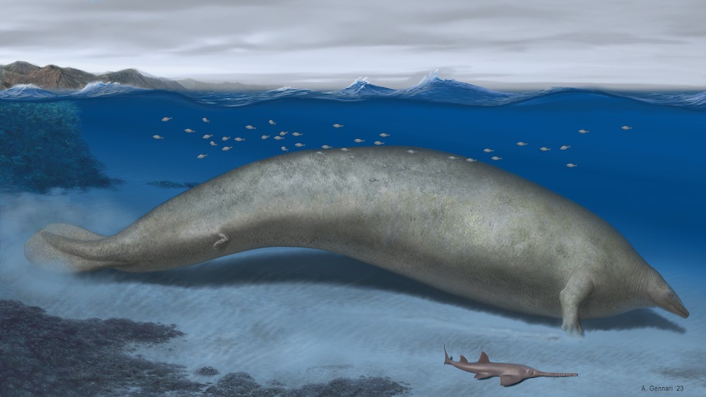 Рисунок художника вымершего вида кита.