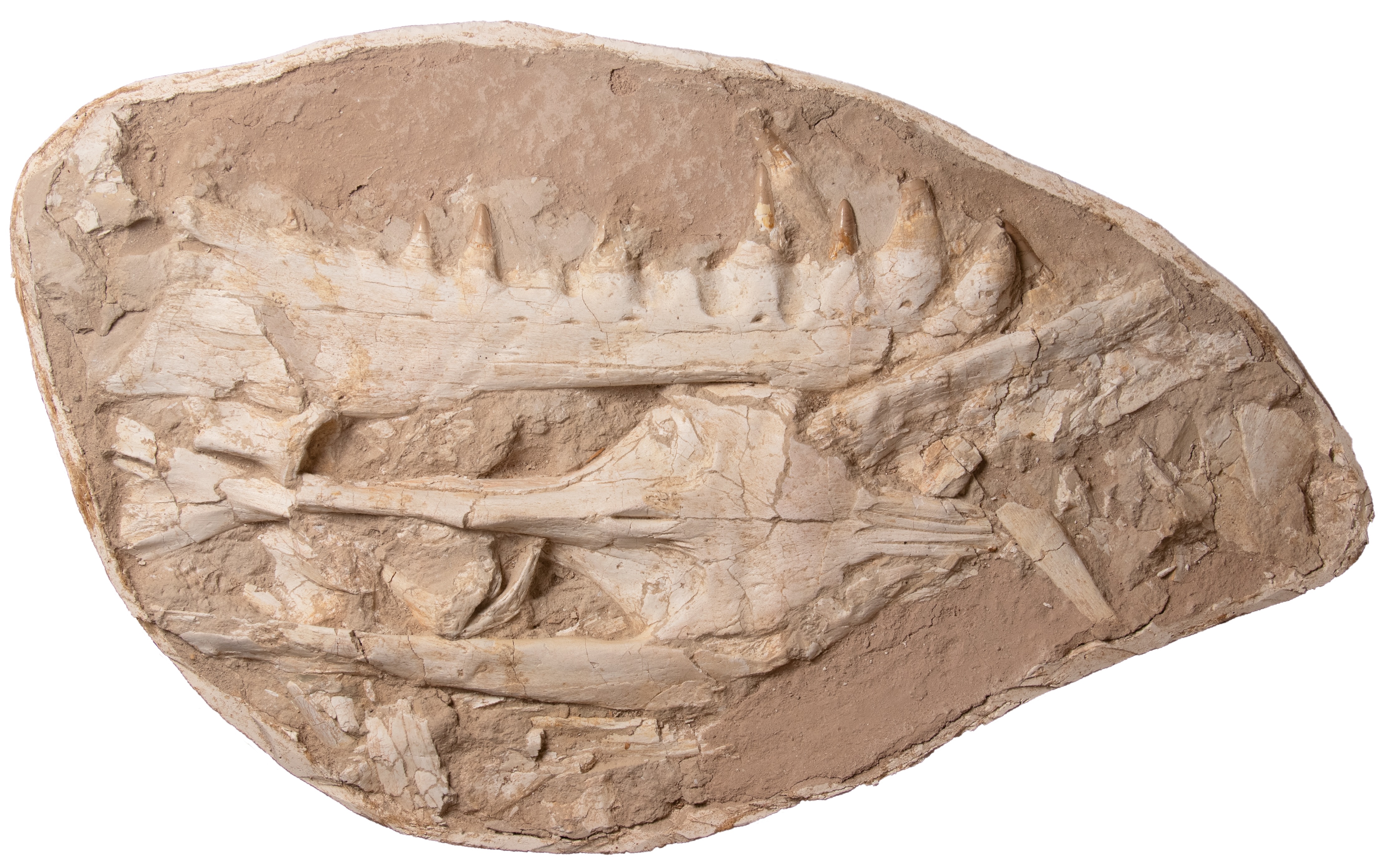 Изображение окаменелого черепа Khinjaria acuta.