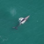 An aerial view of a gray whale swimming in the ocean