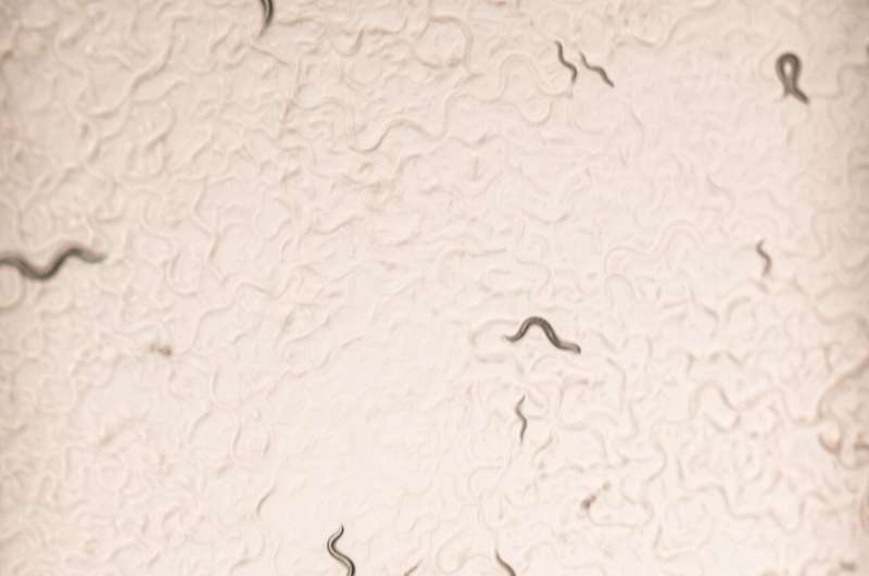 Оказывается, самцы круглых червей разборчивы в выборе партнера, показали новые исследования