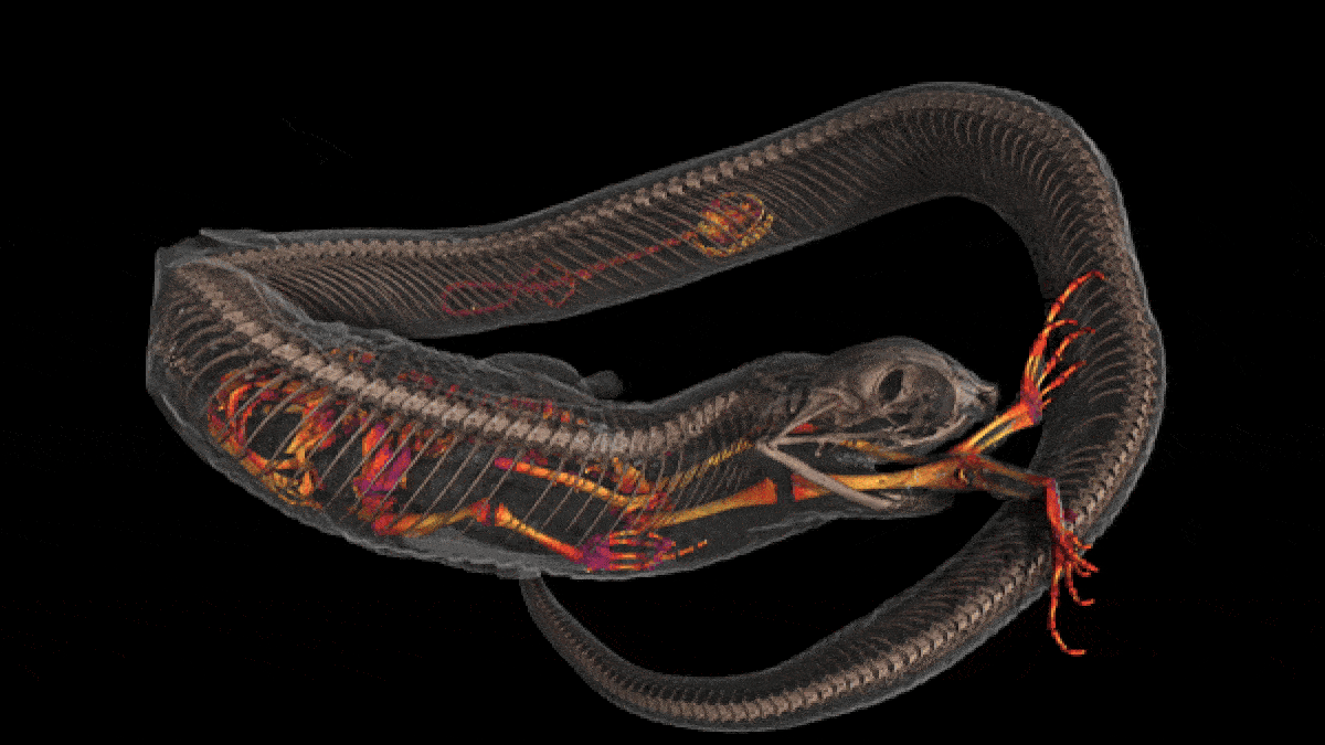 GIF-изображение компьютерной томографии, показывающее жабу и саламандру в теле свиной змеи.