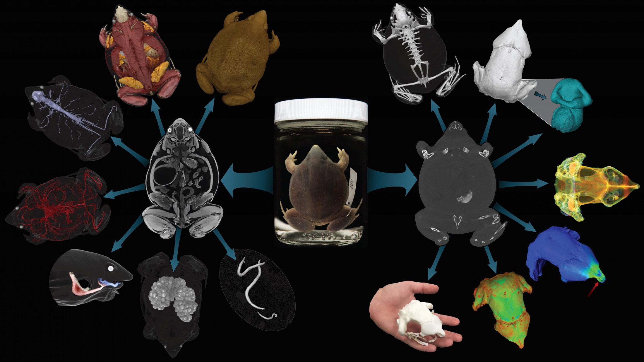 Блок-схема различных сканирований, сопоставленных для одного вида лягушек.