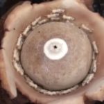 Посмотрите причудливое видео термитов, попавших в «спираль смерти»