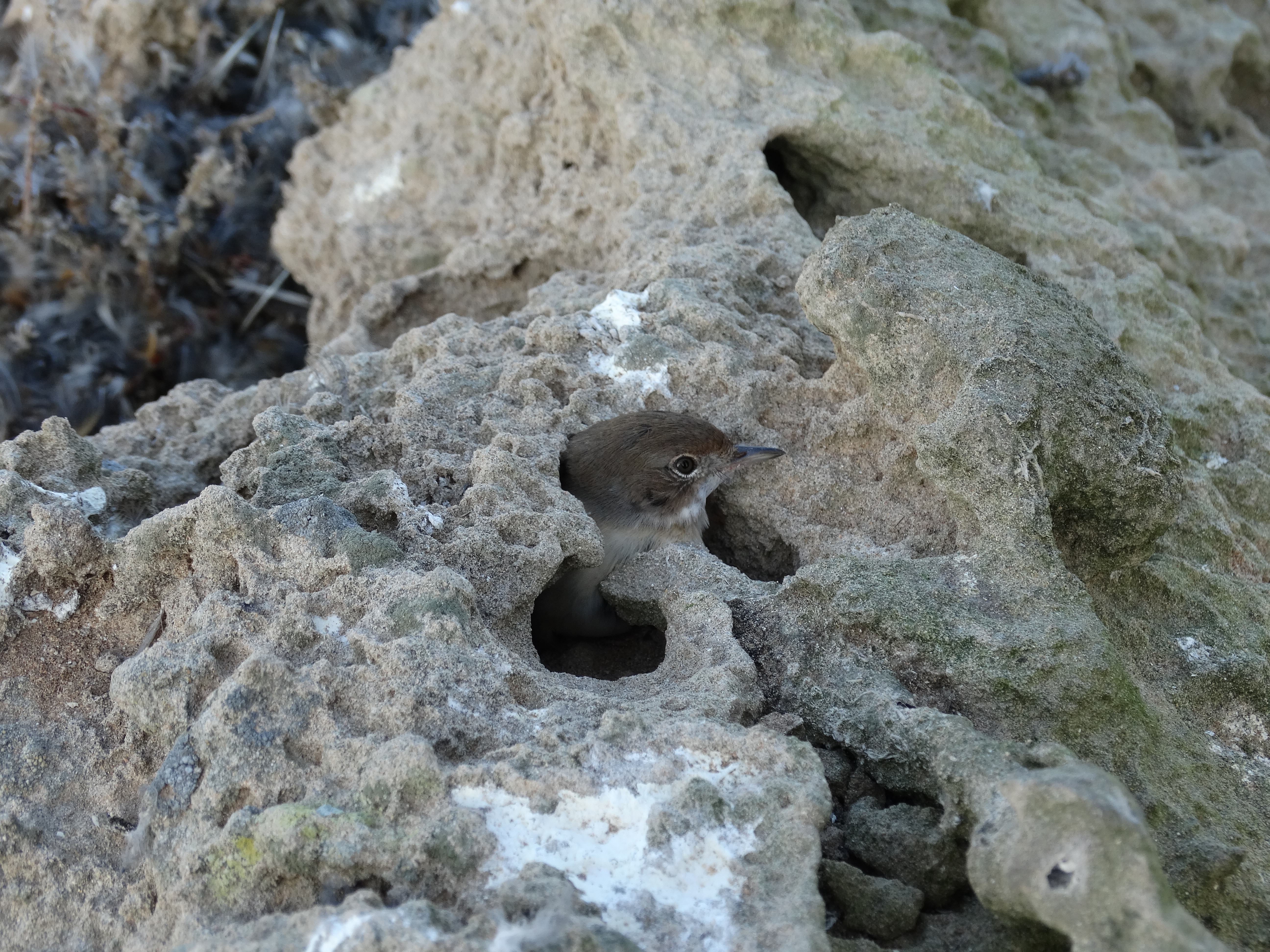 маленькая птичка с головой, торчащей из дыры в камнях