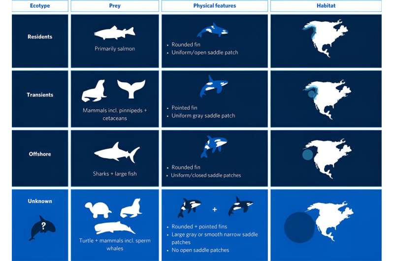 Укушенные акулами косатки в северо-восточной части Тихого океана могут стать новой популяцией косаток