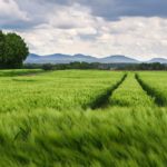 82% субсидий фермерам ЕС поддерживают продукты с высоким уровнем выбросов: исследование