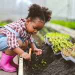Child planting small green plants into a bed of soil in a garden with a trowel