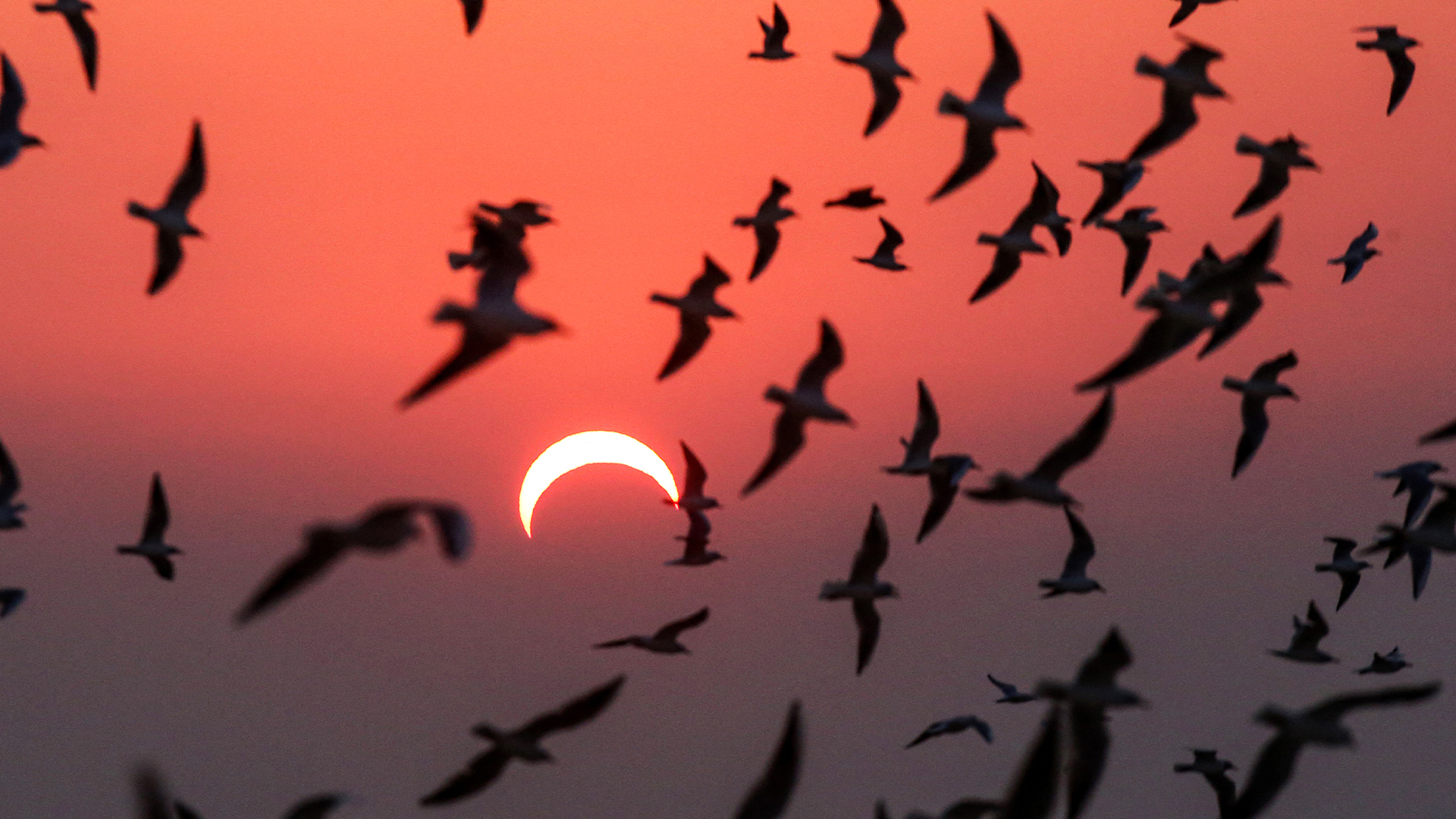 Чайки летают над пляжем в Кувейте во время частичного солнечного затмения.  26 декабря 2019 года.