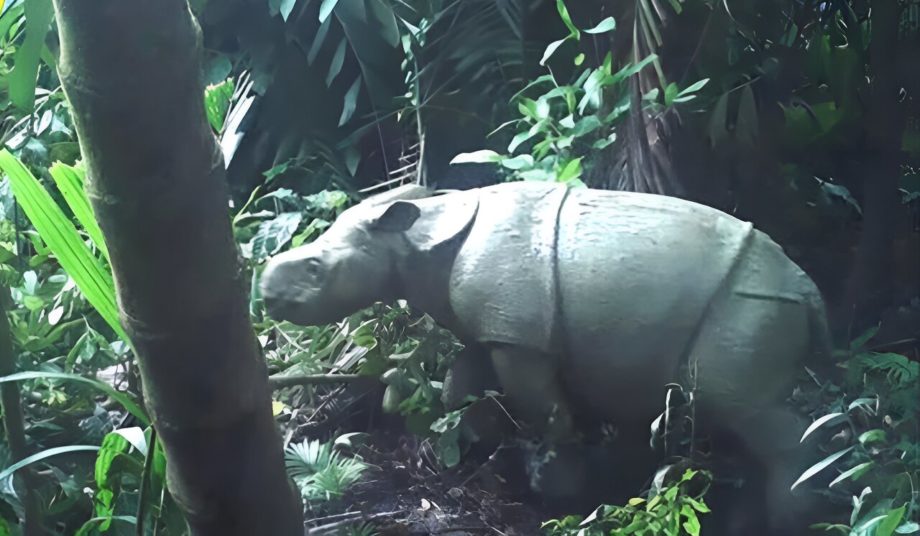 В Индонезии замечен детеныш редкого яванского носорога