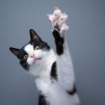 Playful tuxedo cat raising paw showing claws on gray background with copy space.