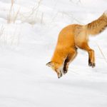 Длинные морды защищают лисиц, когда они ныряют головой в снег, выяснили ученые