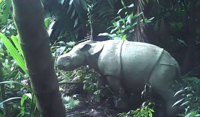 На этом раздаточном изображении 2021 года, опубликованном министерством окружающей среды Индонезии, изображен один из двух редких детенышей яванского носорога, снятых на видео в национальном парке Уджунг Кулон.