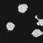 Исследование раскрывает скрытое разнообразие клеток врожденного иммунитета