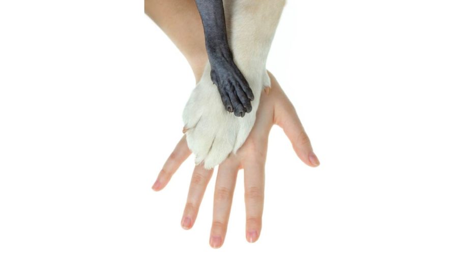 a photograph of a person, dog, and cat with their hands stacked on top of each other