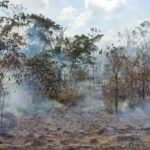 Исследование показывает, что в 2023 году количество лесных пожаров в старых лесах Амазонки выросло на 152%