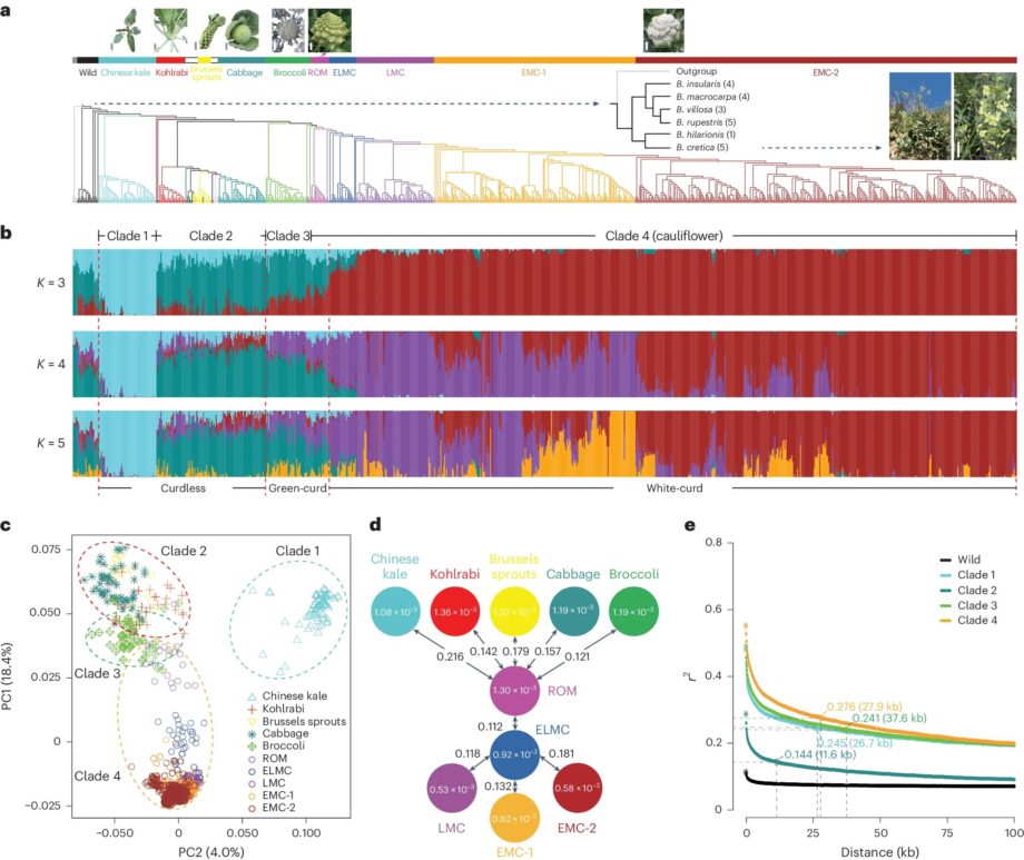 Генетическое исследование цветной капусты раскрывает ее эволюционную историю