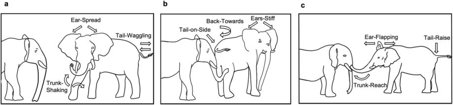 Слоны используют жесты и голосовые сигналы, приветствуя друг друга, показывают исследования