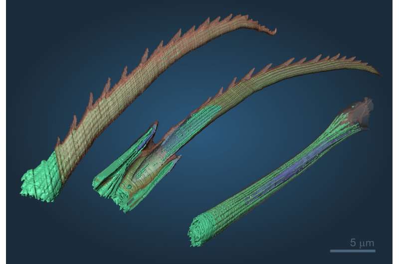 Природный 3D-принтер: щетинистые черви формируют щетинки по частям