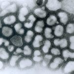 Лекарственно-подобный ингибитор перспективен в профилактике гриппа