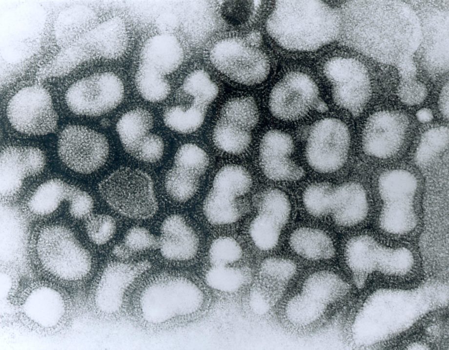 Лекарственно-подобный ингибитор перспективен в профилактике гриппа