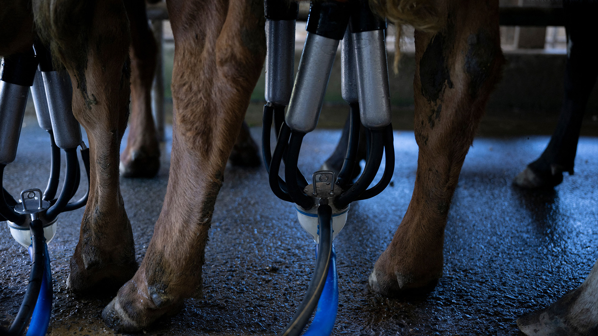 показано несколько дойных коров, подключенных к доильным аппаратам