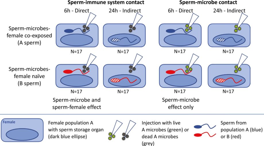 Сперматозоиды могут адаптироваться к микробам, передающимся половым путем