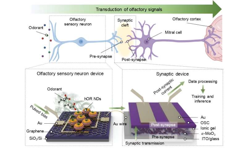 Объединение обонятельных рецепторов человека с искусственными органическими синапсами и искусственной нейронной сетью для обнаружения рака