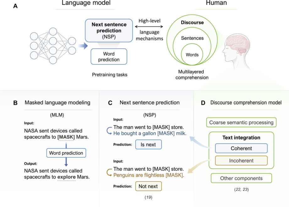 Улучшение больших языковых моделей ИИ помогает им лучше согласовываться с деятельностью человеческого мозга.