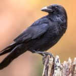 A photograph of a carrion crow perched on a log